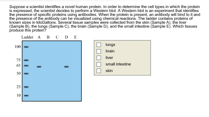 Solved You Are Studying A Protein And Determine That The Chegg Com