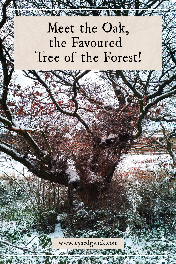 Filethe Oak Tree Jpg Wikipedia The Free Encyclopedia