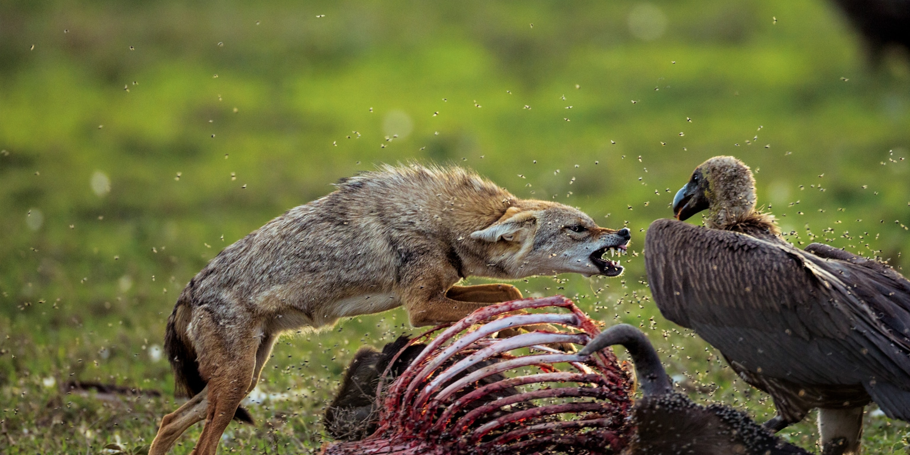 Use Of Animals For Biomedical Research Zsjp