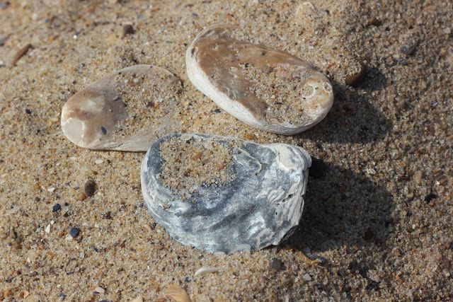 Fotografii Note Page