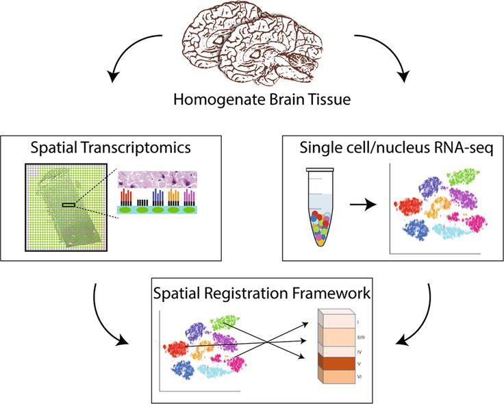 Transcriptomics Morphological Data