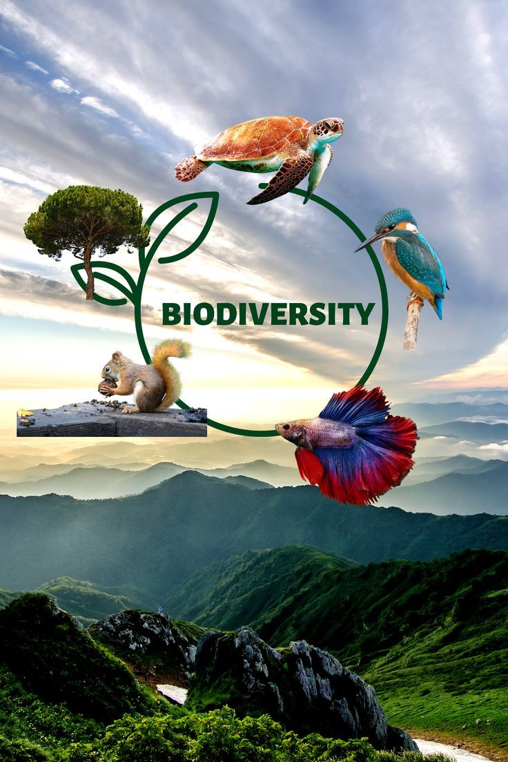 Biodiversity Powerpoint