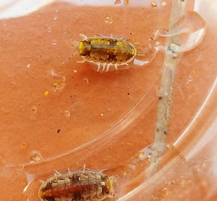 Crustacea Terrestrial Isopod Crustacean Peracarida Isopoda