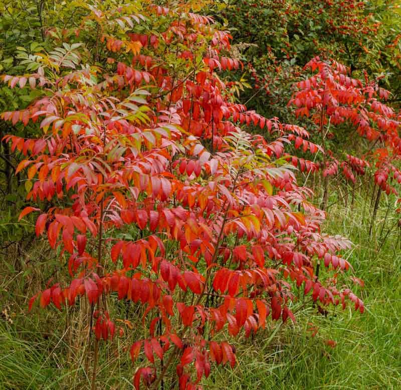 Images Of The Sumac Rhus Coriaria L Plant Which Grows In Faqean