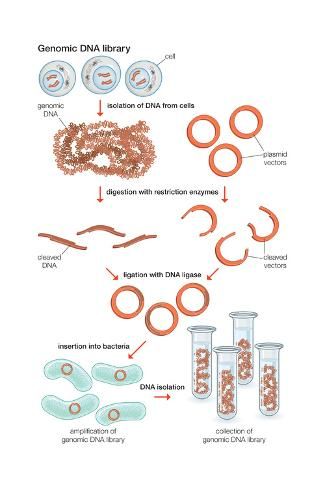 Nucleic Acid Recombination Dna Rna Britannica
