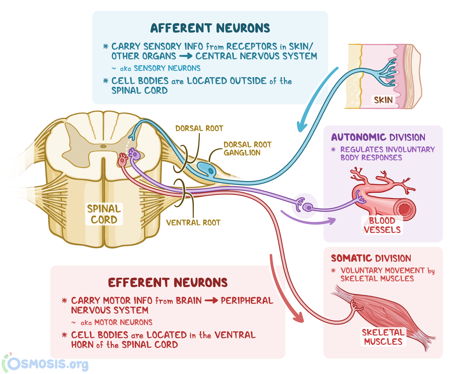 Sensory Neurons Can Also Be Called A Afferent Chegg Com