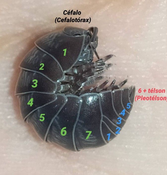 Pdf Brasileirinidae A New Isopod Family Crustacea Isopoda From