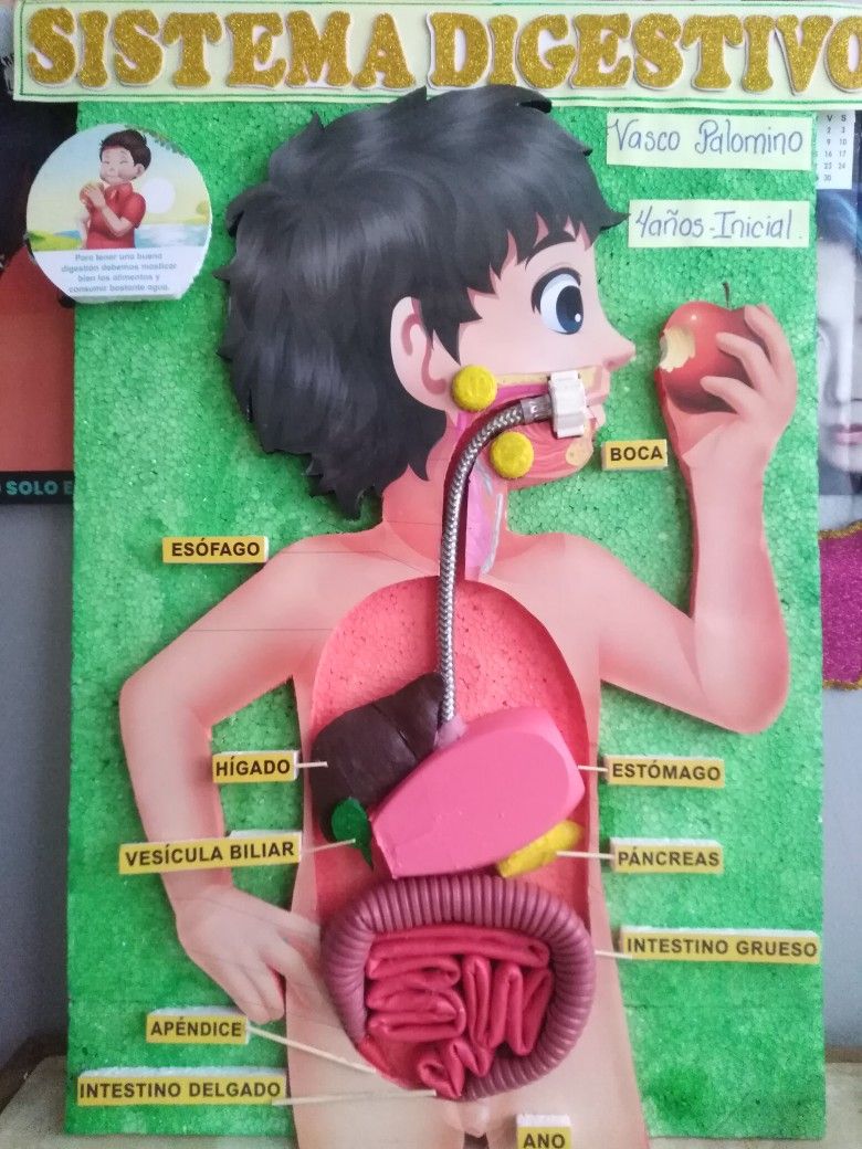 Maquetas Con Material Reciclado Sistema Digestivo Sistema Digestivo El