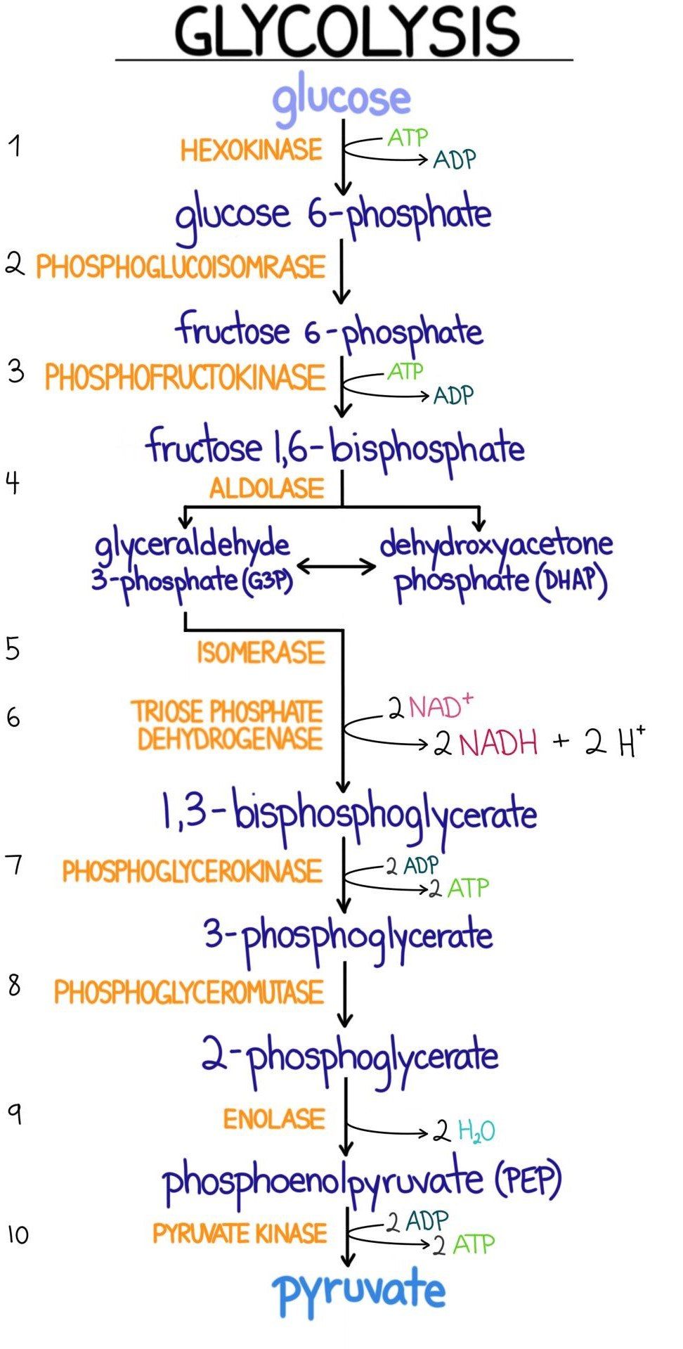 Glycolysis Just Lecture Notes Glycolysis Glycolysis Is The Sequence