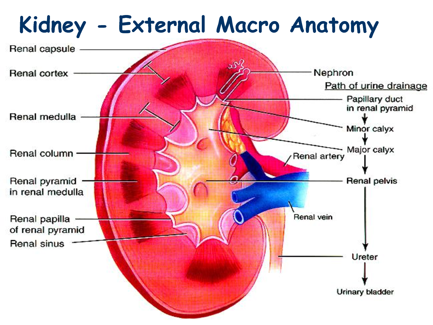Renal Aquaporins Aqps And Their Distribution Along Different Segments