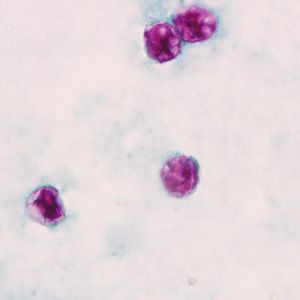 Oocysts A B And Giemsa Stained Sporozoites C D Of Avian Malaria