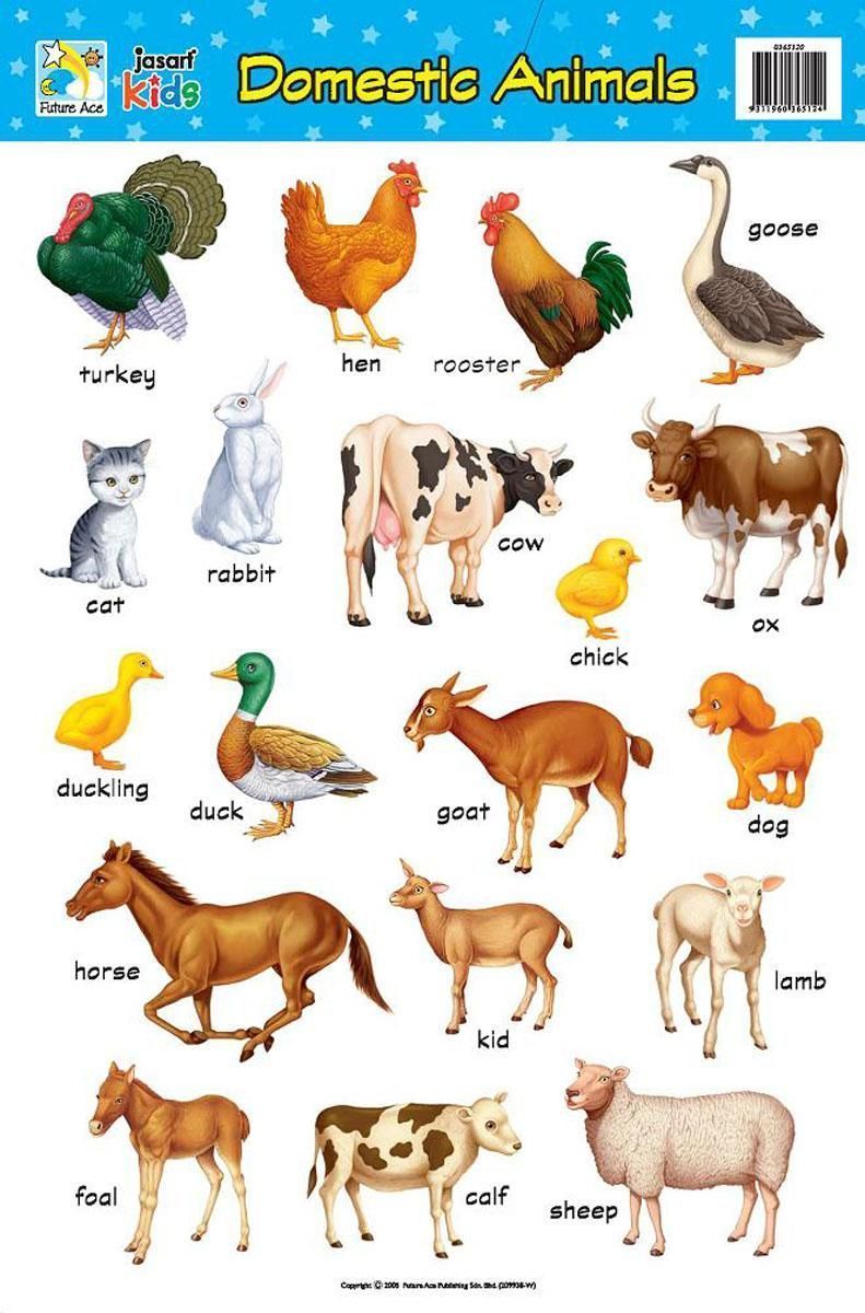 Livestock Animals Names