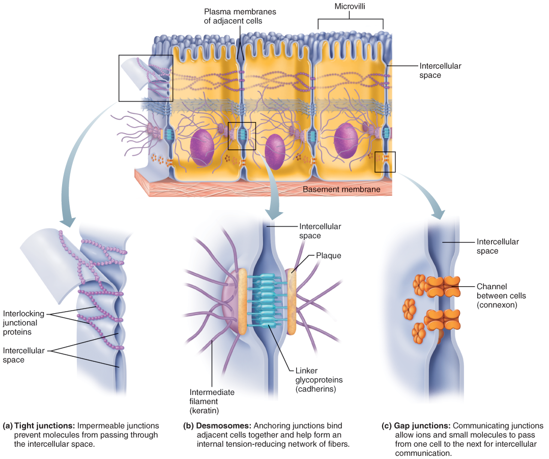 Cell Junctions