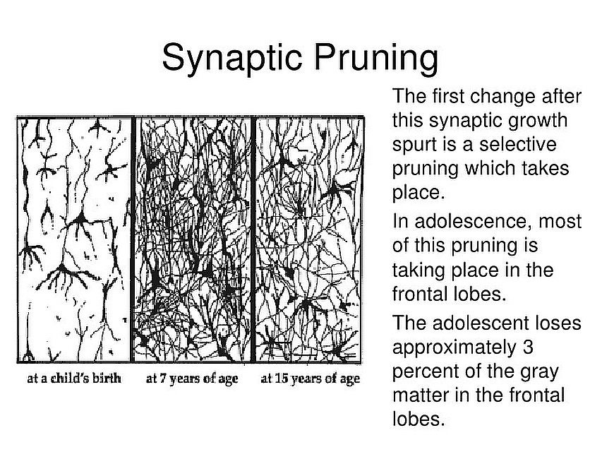 Gypenoside Xvii Prevented Synaptic Pruning In The Prefrontal Cortex N