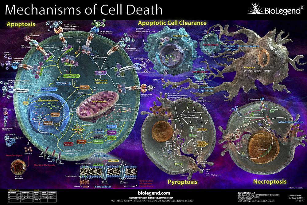 Biolegend Chemokines And Chemokine Receptors Biology Scientific