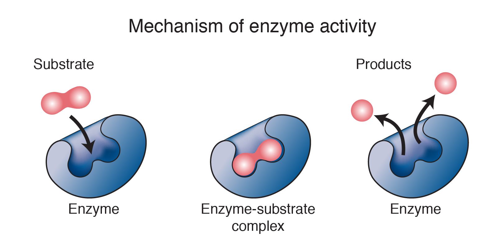 Enzyme Cycle De Krebs