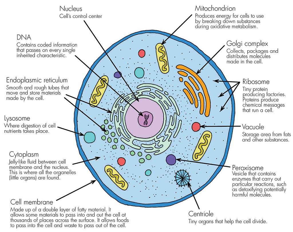 Cell Stem Cell Rna Seq Blog