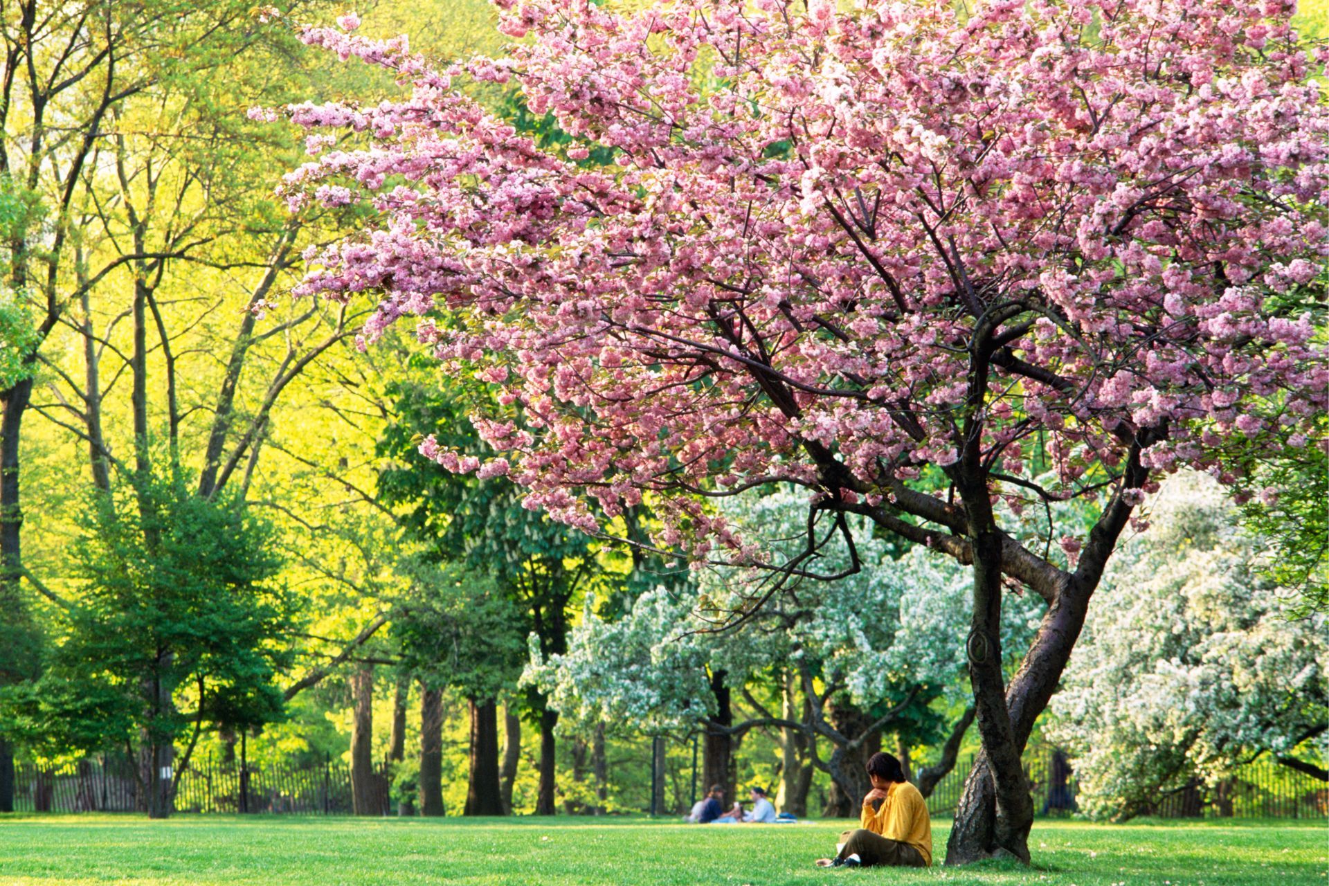 Spring Break In Barovia Curse Of Strahd Greeting Card For Sale By