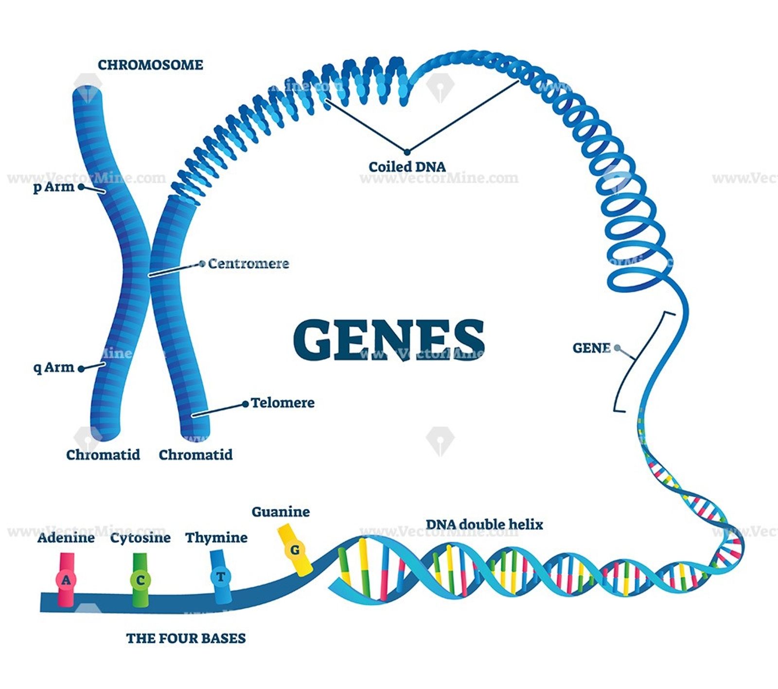 Gene Environment Interaction Influence Examples Traits Lesson