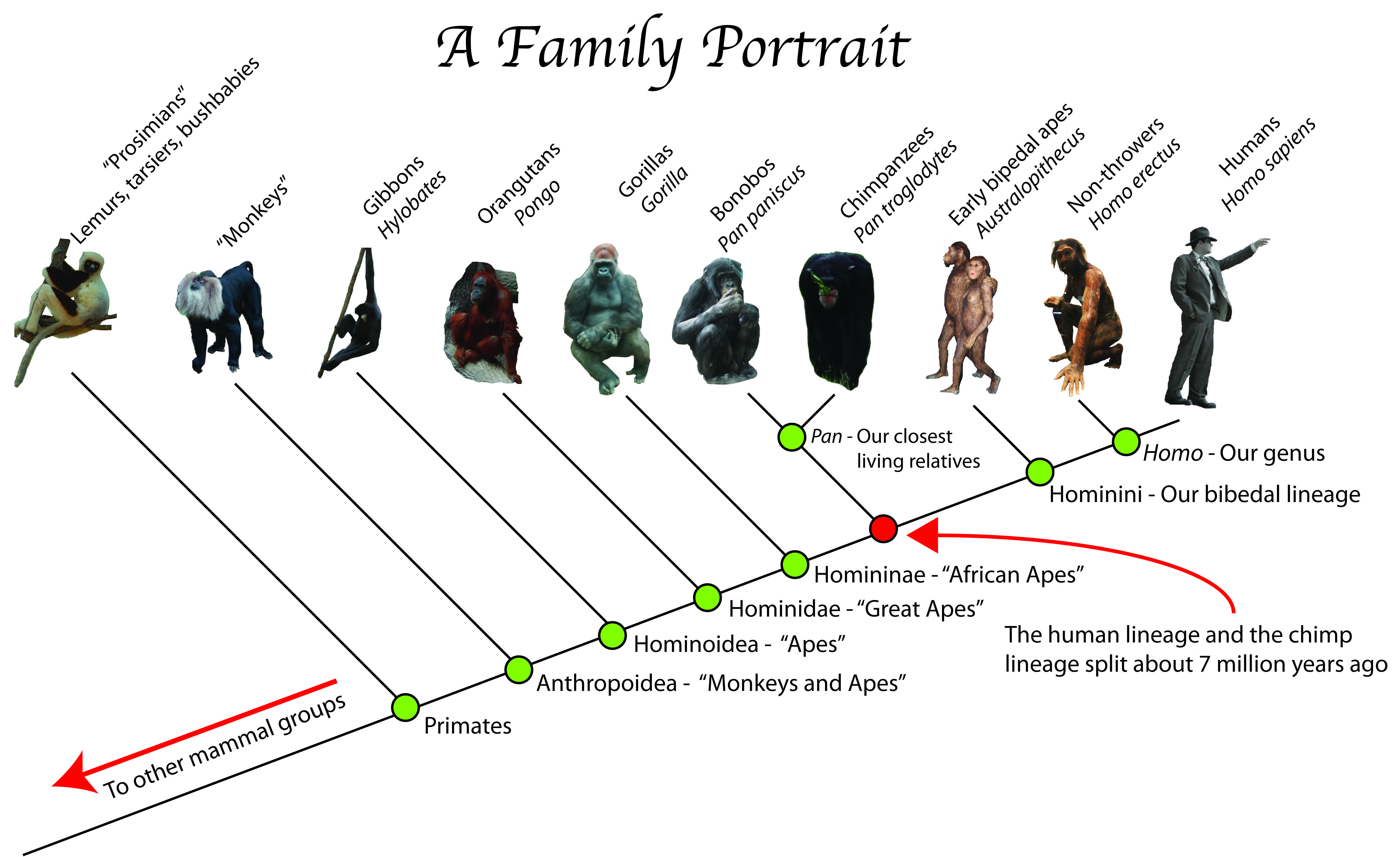 Evolutionary Map Of Example Co Opted Transposable Elements Tes For