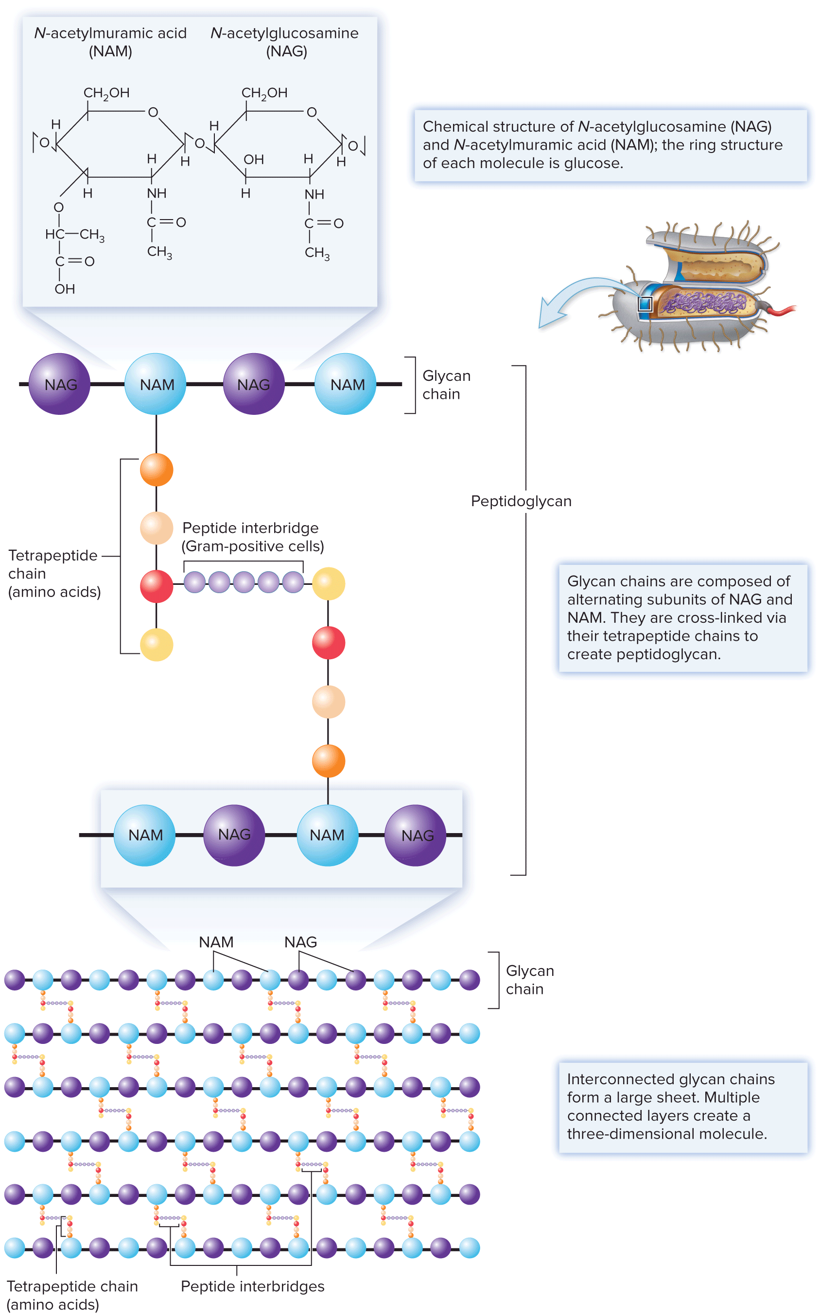 Peptidoglycan Is Present In All Prokaryotic Cells