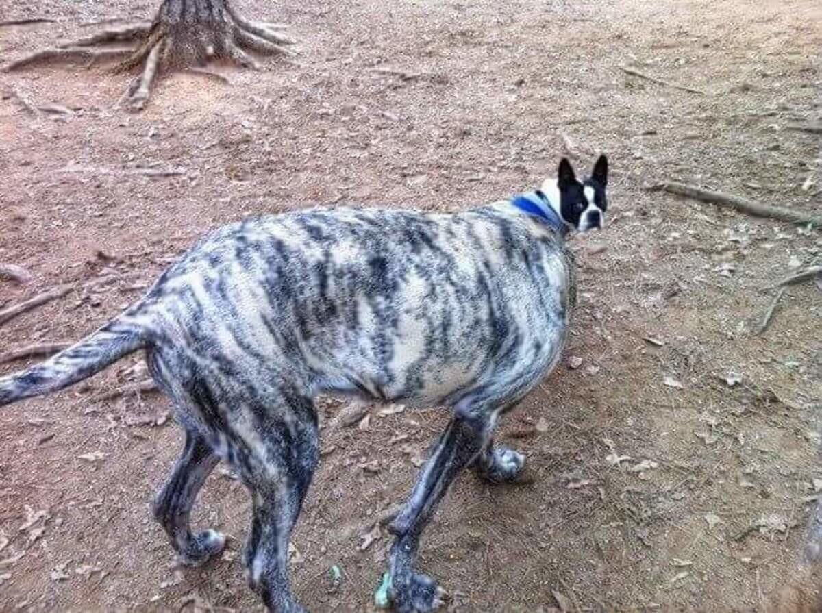 Genetically Engineered Animal Models