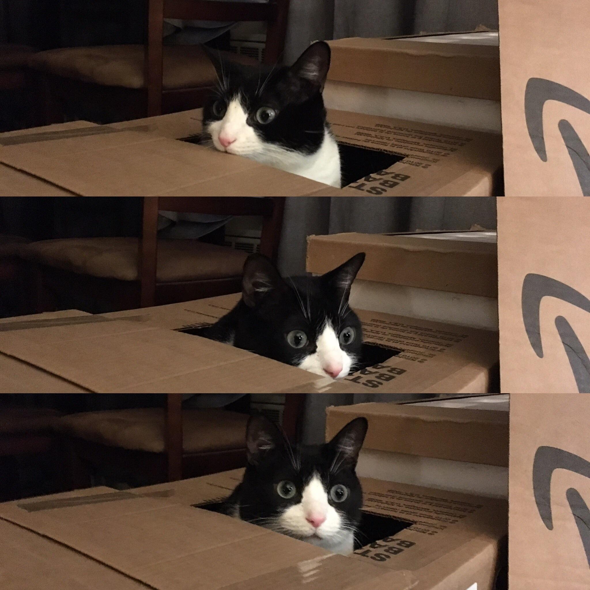 This Permanently Surprised Cat Wasn T Supposed To Survive Now He S 4