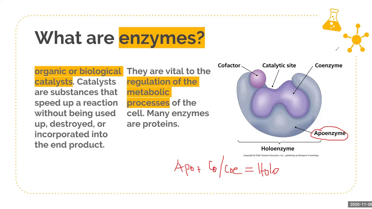 Enzymes Practice 6th7th Labelled Diagram