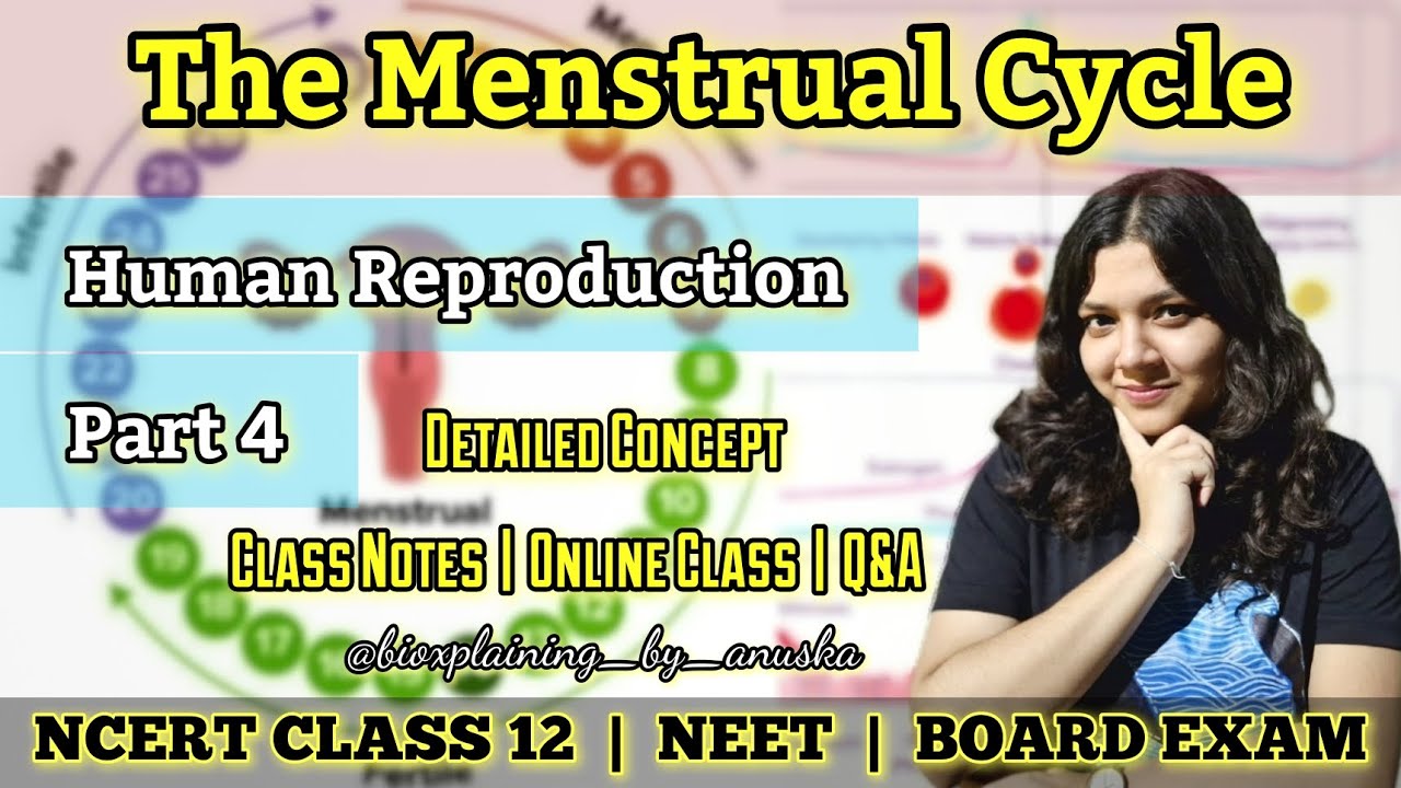 Menstrual Cycle Class 12 Bio Ncert Neet Human Reproduction Youtube