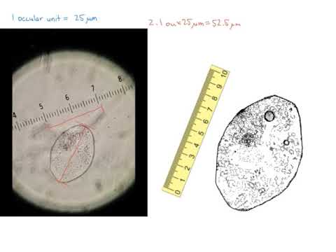 Biological Specimen Sample Device Download Scientific Diagram