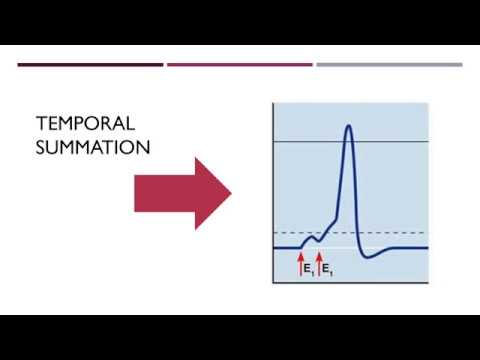 Spatial Vs Temporal Summation Youtube