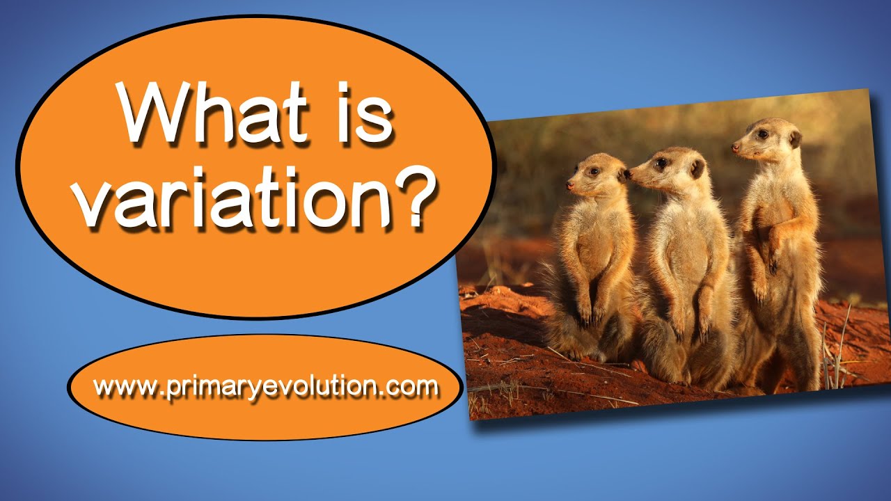 Variation In Superficial Neuromast Patterns On Trunk Scales Download