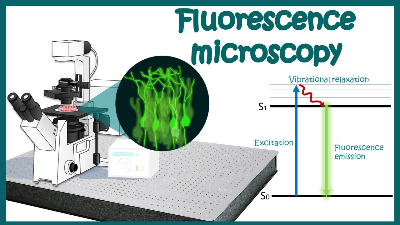 Fluorescence Microscopy Thick Samples At Joan Marilyn Blog