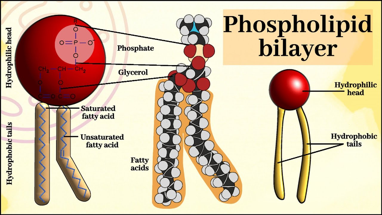 Phospholipid Structure Backbone Vector Labeled Properly Choline Group