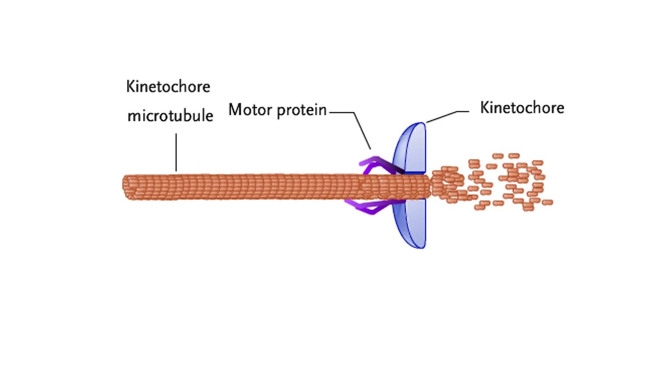 The Kinetochore In M Phase A Mitotic Chromosome Segregation And A