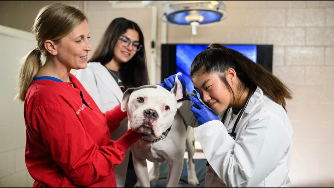 The Veterinary Nurse Hip Dysplasia