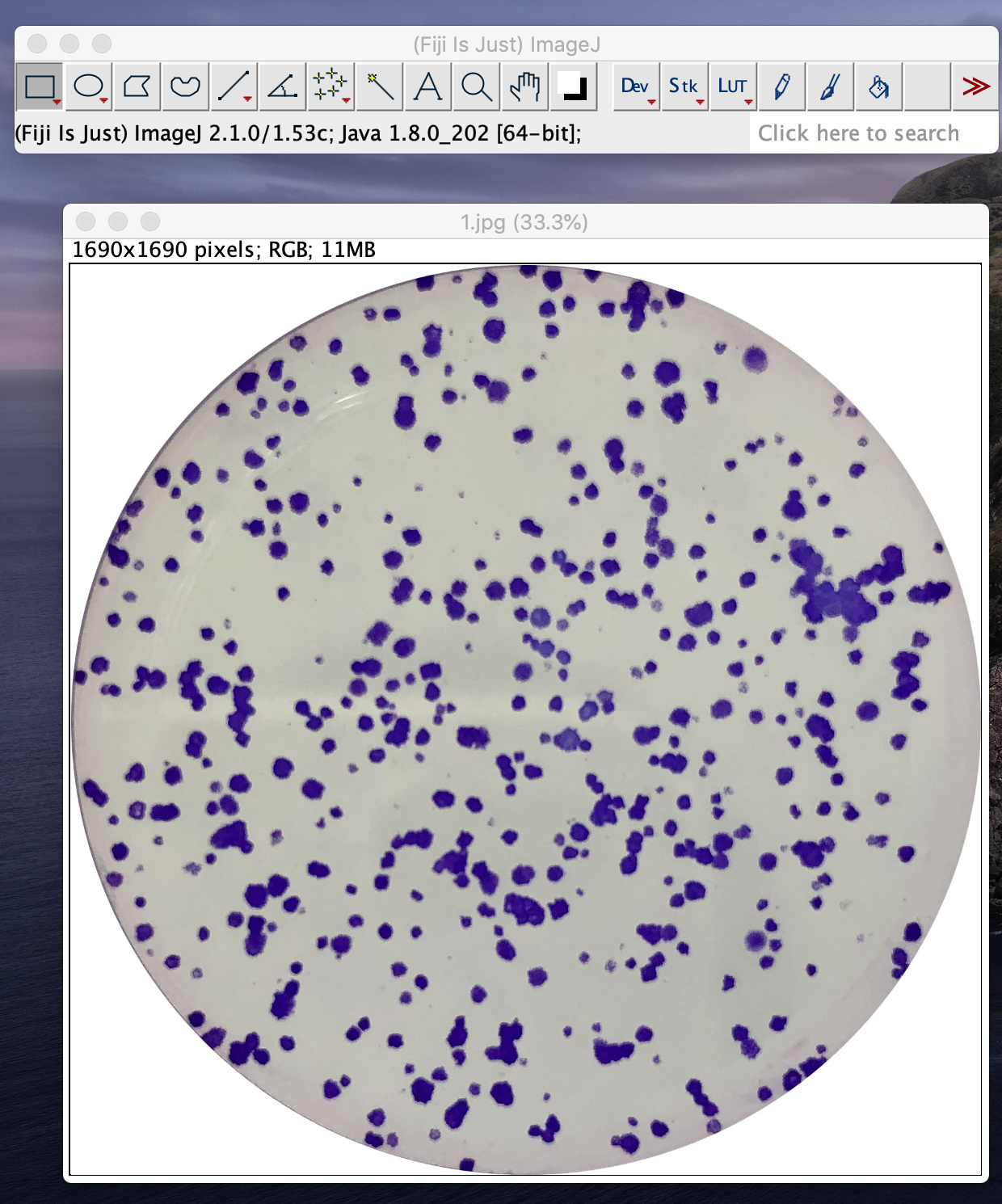 Imagej Tutorial Youtube
