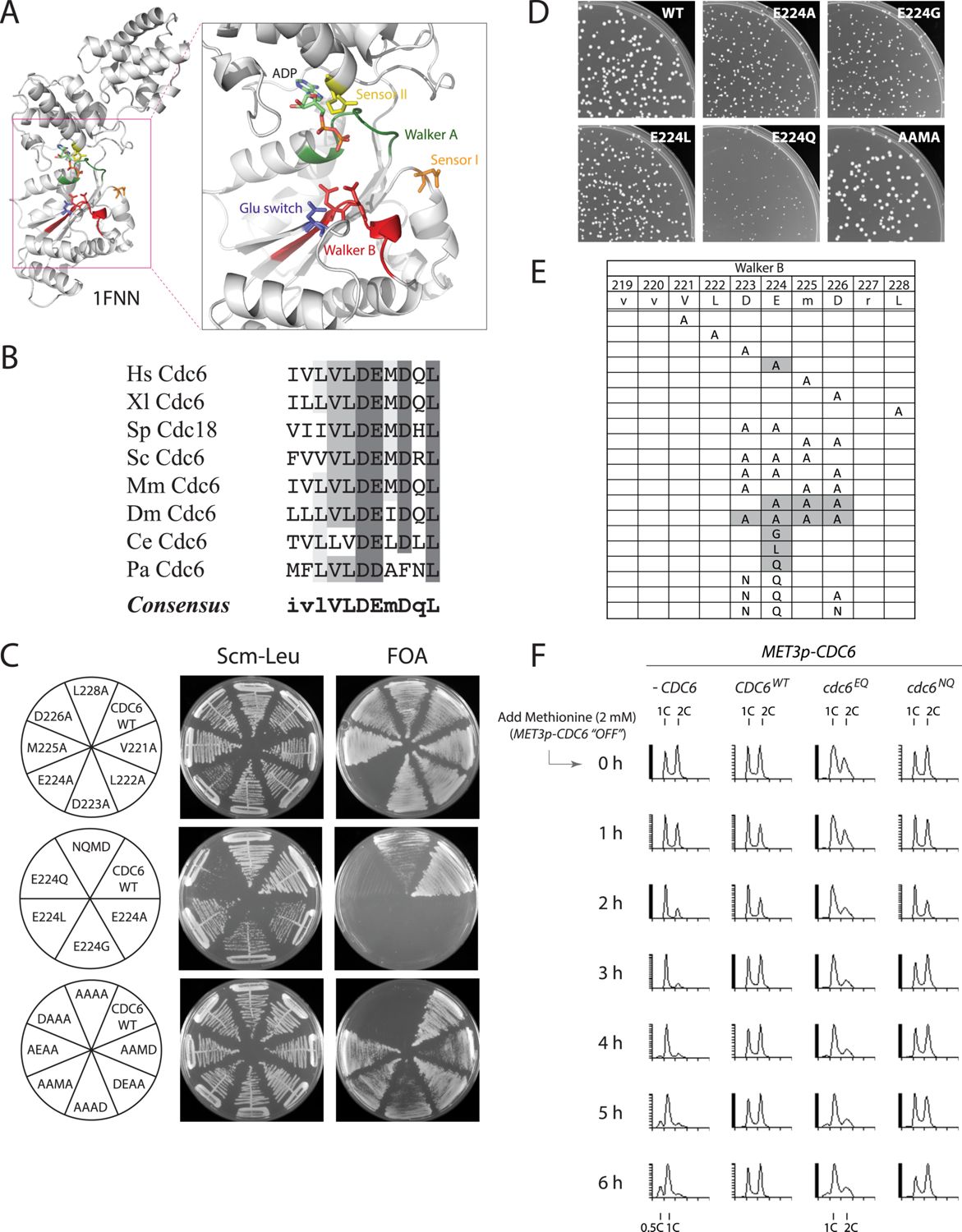 Cdc6 Dynamics In The First And Second Cycles After G0 A Rpe1 Cells