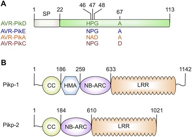 Activation Of A Plant Nlr Complex Through Heteromeric Association With