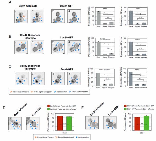 Activation Of Cdc42 By Antigen Is Necessary For Sustained Ca 2