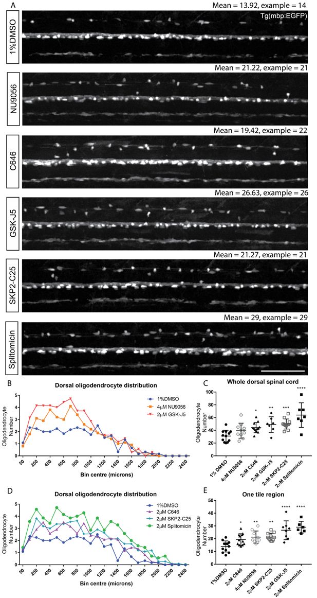 Figures And Data In A Zebrafish Screen Reveals Renin Angiotensin System