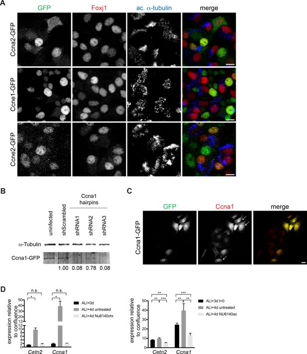 Cytoplasmic Relocalization And Inhibition Of The Cyclin Dependent
