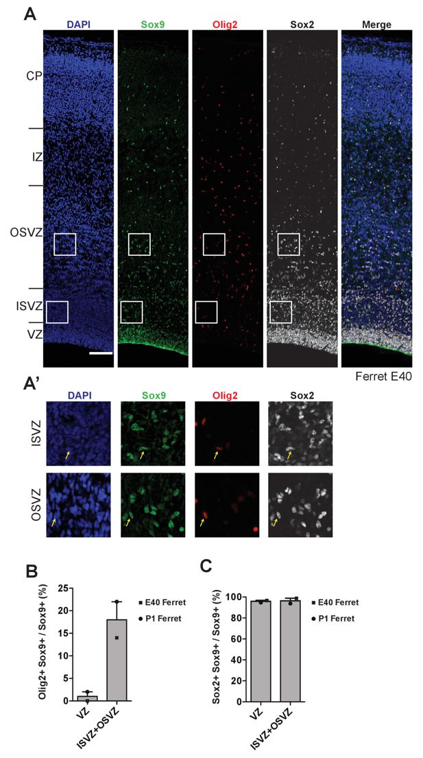 Sox9 Expressing Bps Occur In The Svz Of Embryonic Ferret And Fetal