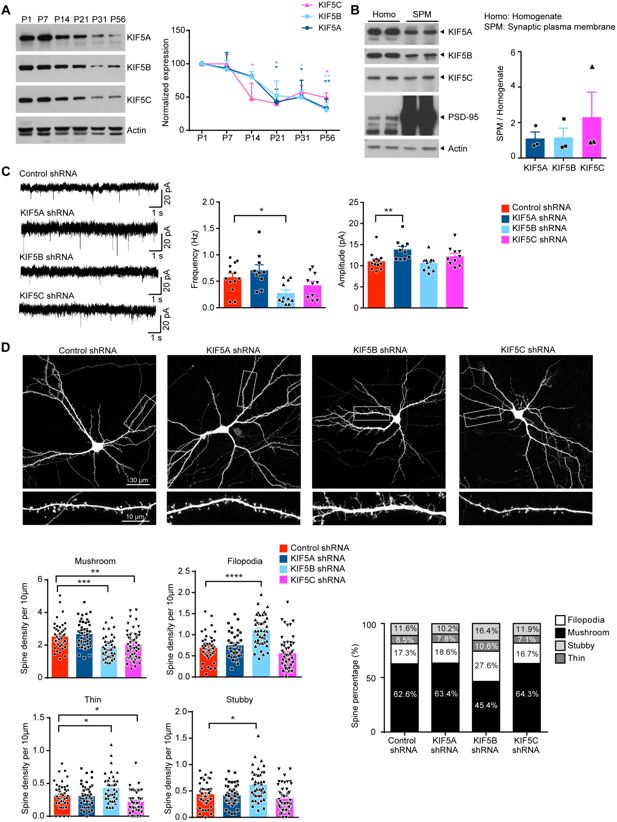 Kif5 Expression Pattern In The Retina Is Conserved From Rodents To