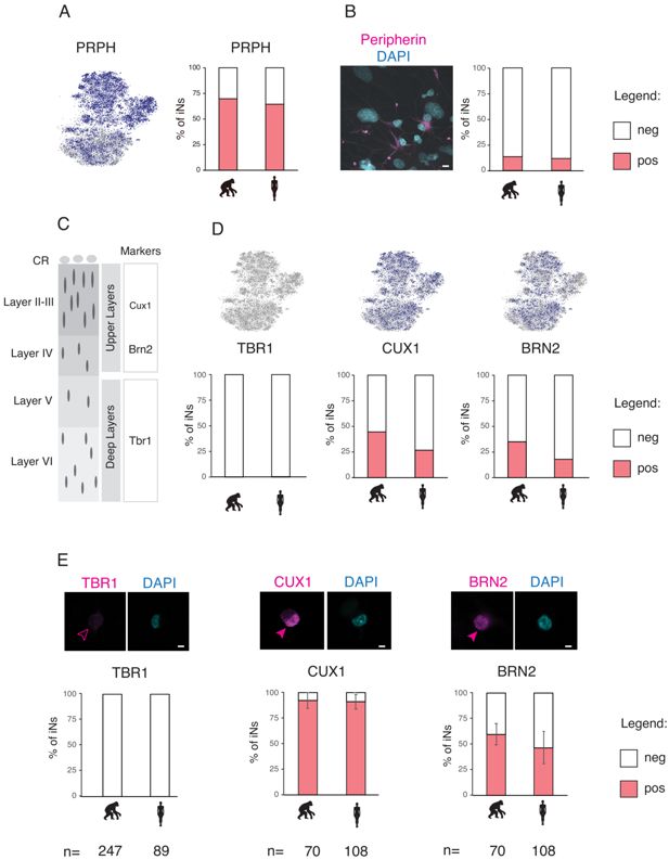 Morphology And Electrophysiological Properties Of Cultured Ngn2 Induced