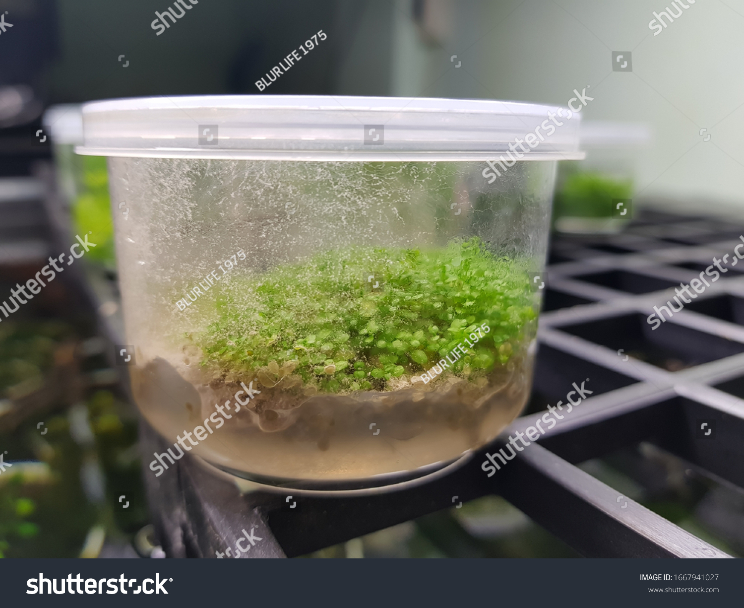 Predominant Fungal Contamination Genera Of Date Palm Tissue Cultures