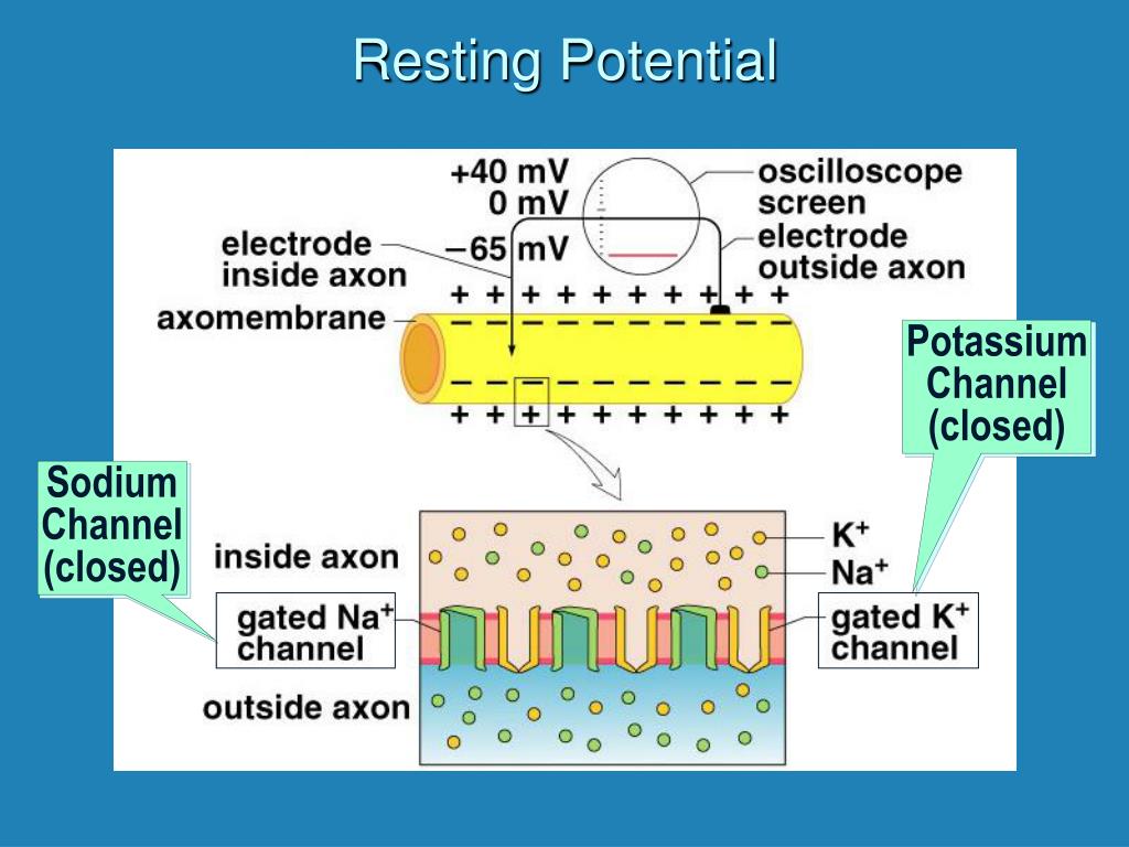 Resting Potential Definition And Examples Biology Online Dictionary