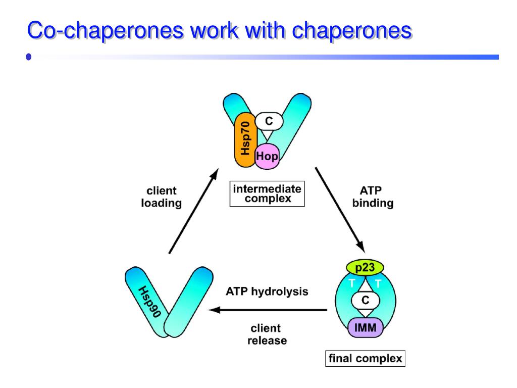 Role Of Co Chaperones Dnaj And Grpe A Binding Activity Of Renatured