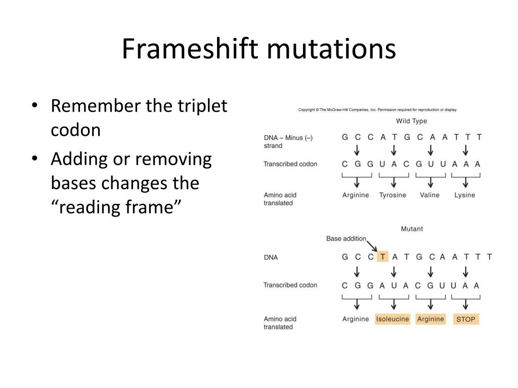 Frameshift Mutation Vs Point Mutation