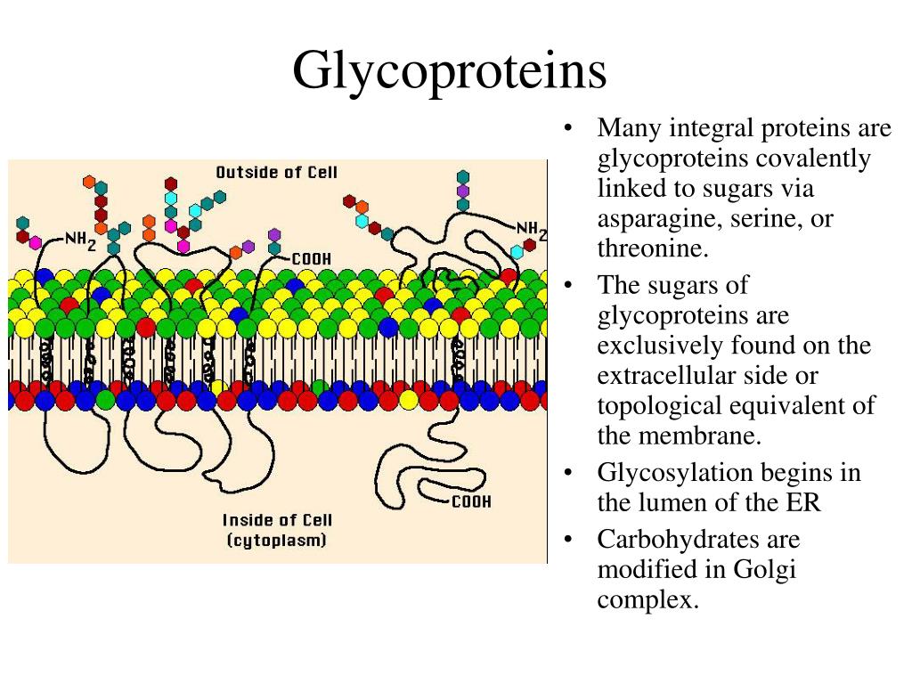 16 5 Glycoproteins And Glycolipids Biology Libretexts